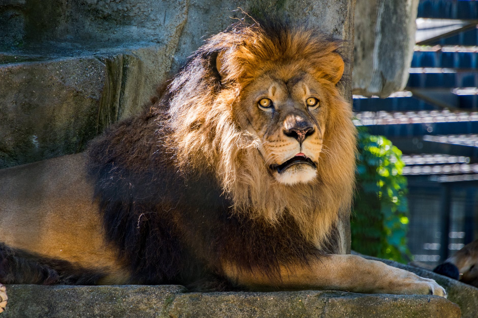 photography of lion